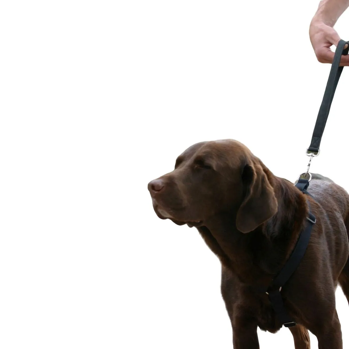 Hemp Dog Harness Basic BLACK